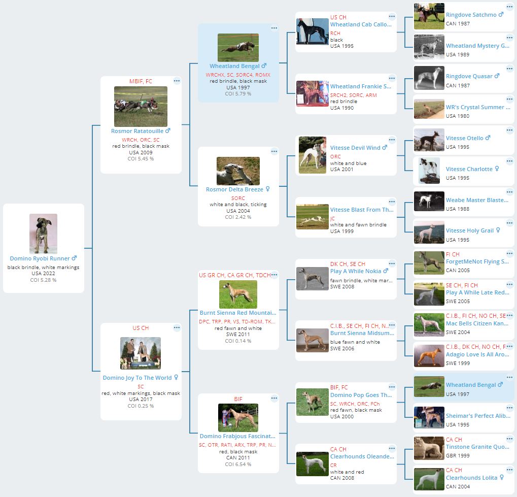 Domino Whippets Smoke